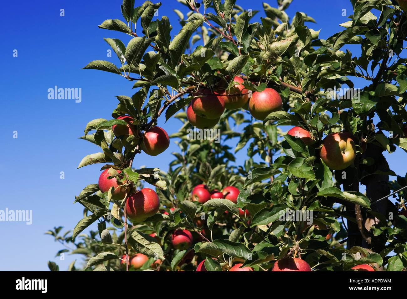Apples hanging on the tree Germany September 2006 Stock Photo - Alamy