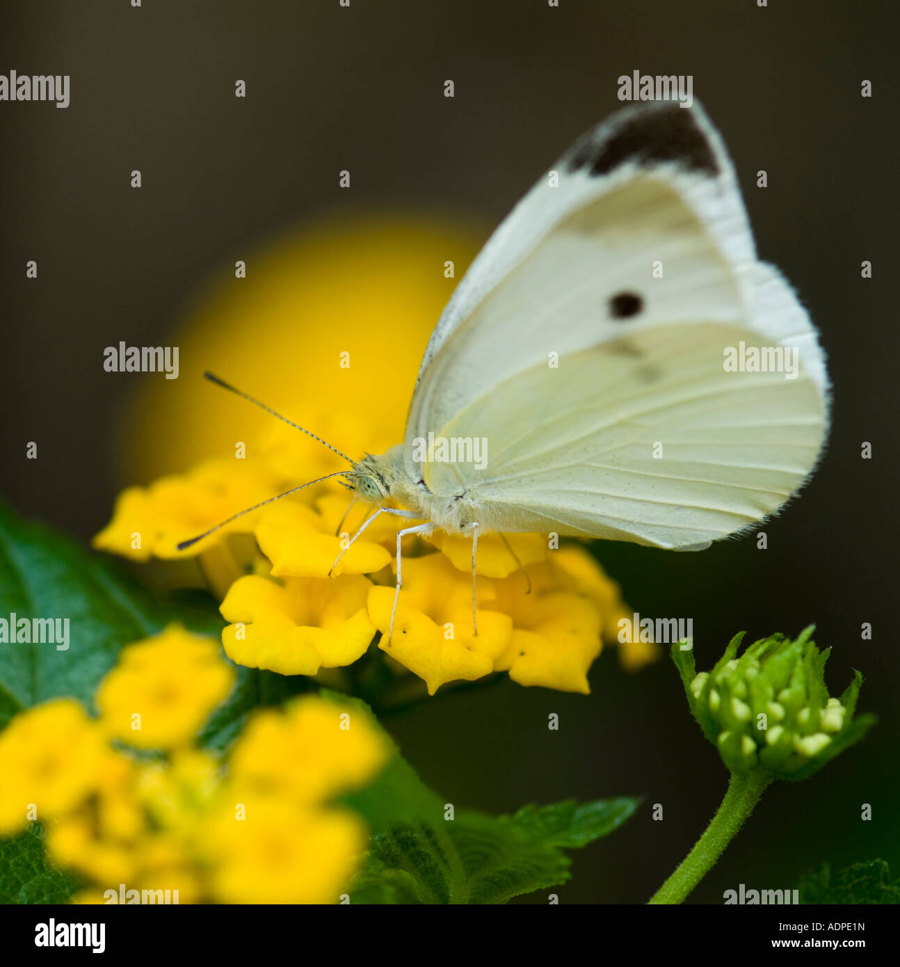 Cabbage White Butterfly (Pieris brassicae) on Lantana. Oklahoma, USA. Stock Photo