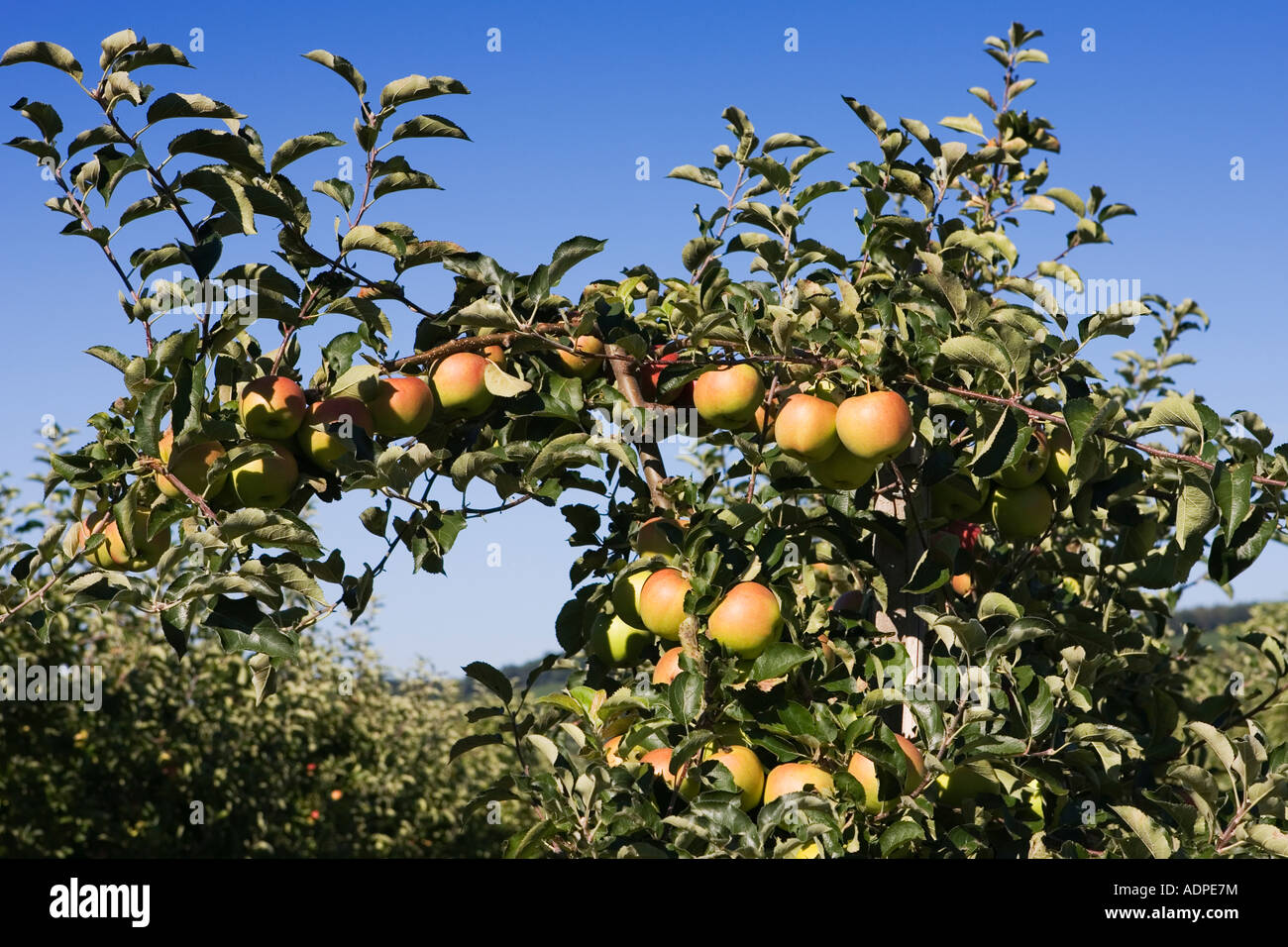 Apples hanging on the tree Germany September 2006 Stock Photo - Alamy