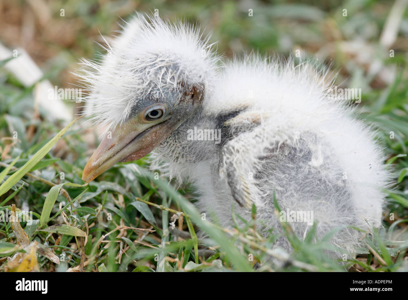 A Little Egret chick doomed because it has fallen out of its nest Stock ...