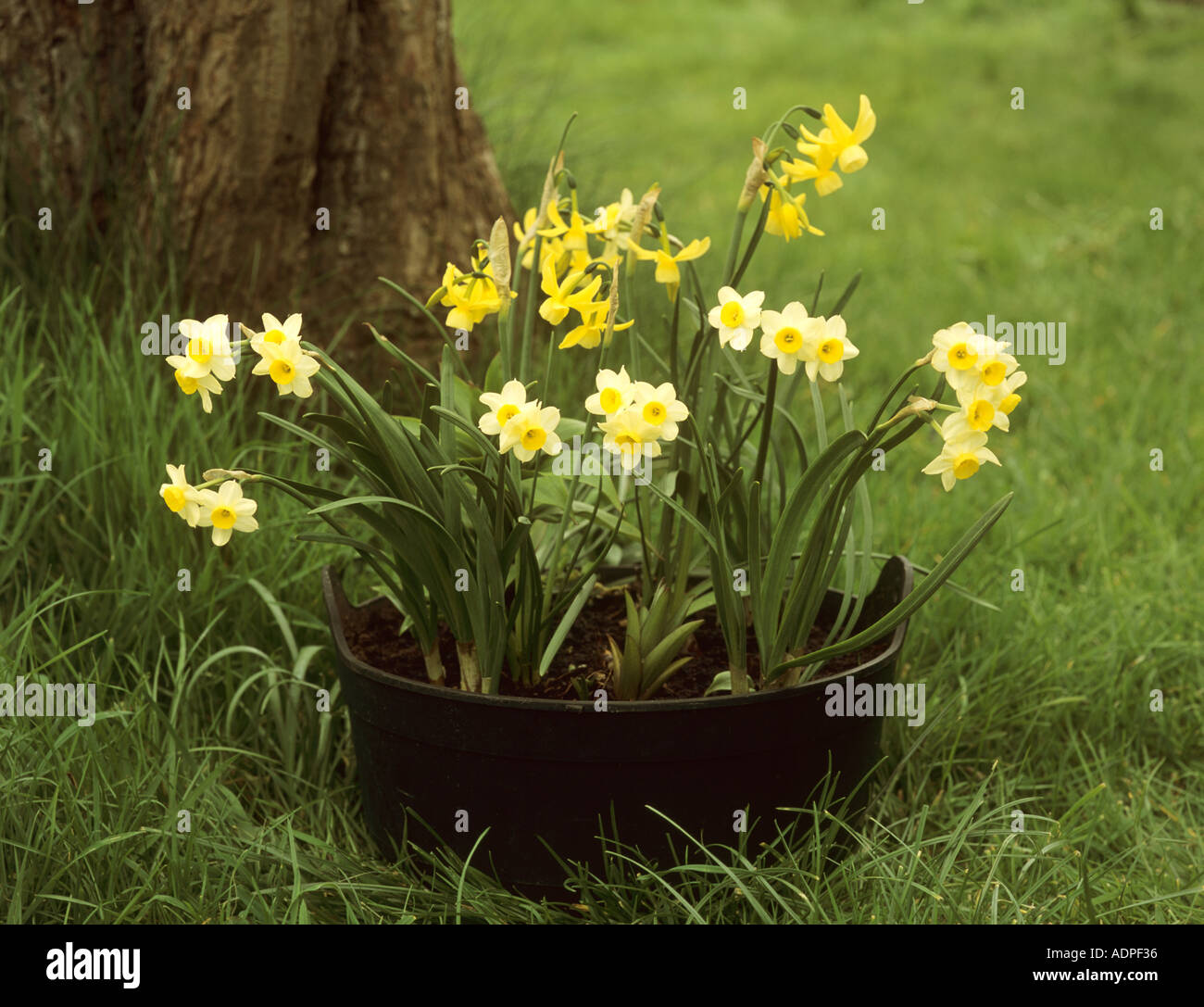 'Narcissus Minnow' and Hawera in a pot Stock Photo