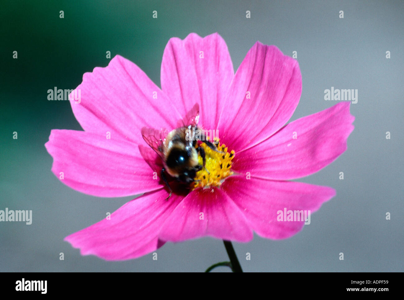 Black bee and yellow cosmos flower hi-res stock photography and images ...
