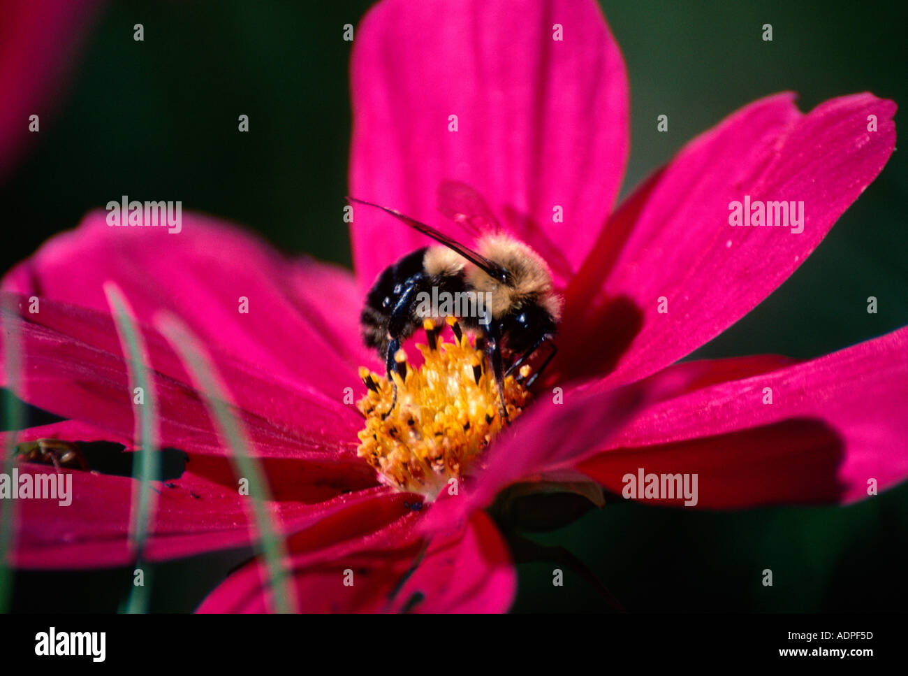 Black bee and yellow cosmos flower hi-res stock photography and images ...