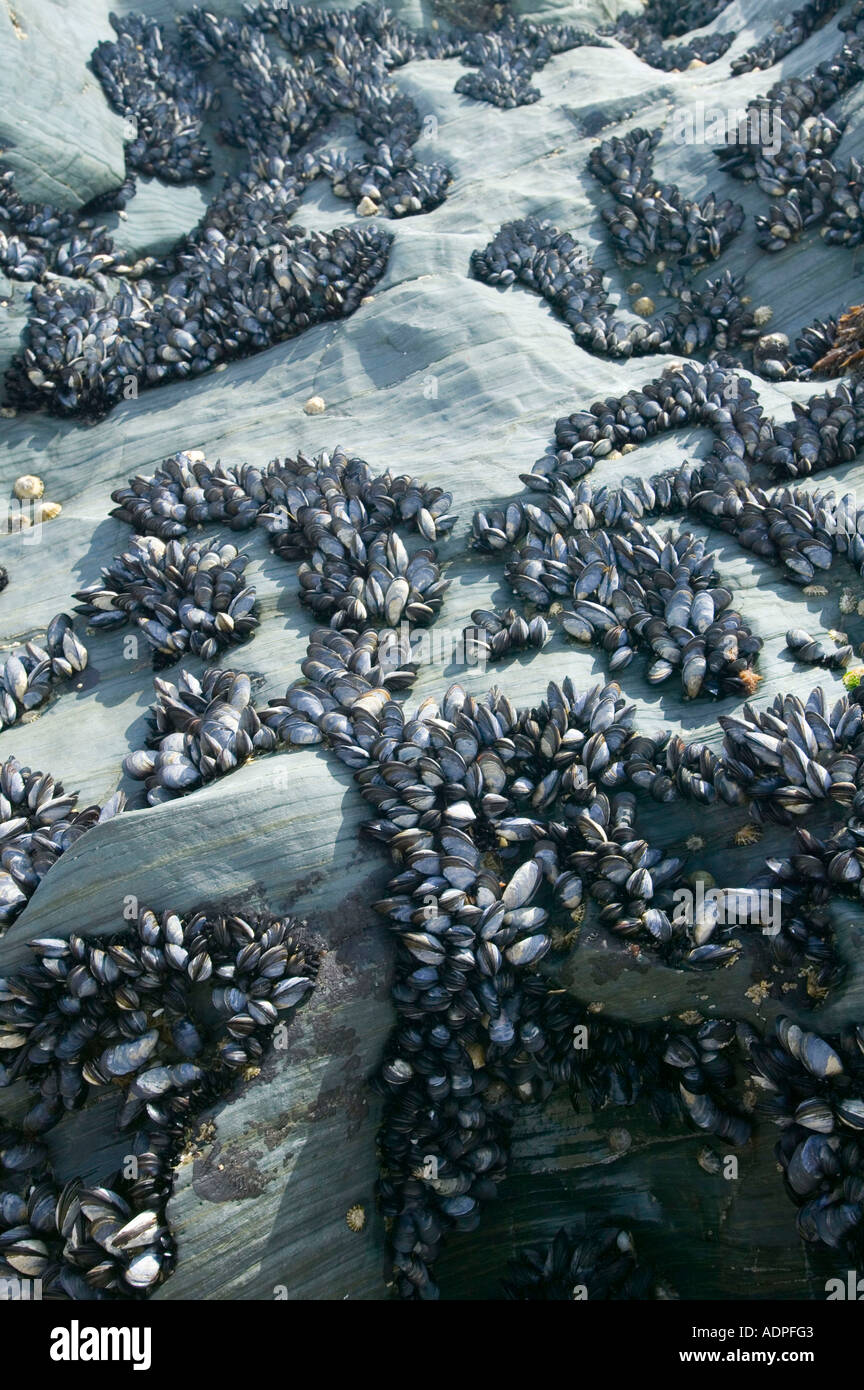 mussells growing on rocks at low tide, Cornwall, UK Stock Photo