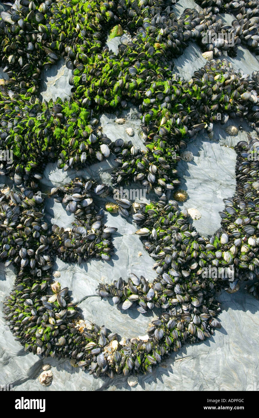 mussells growing on rocks at low tide, Cornwall, UK Stock Photo