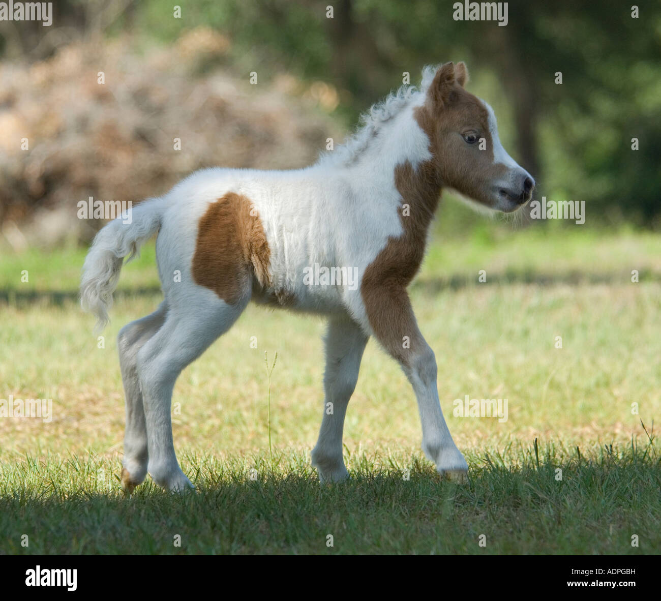 2 day old Miniature Horse foal Stock Photo - Alamy, image size:1300x1182