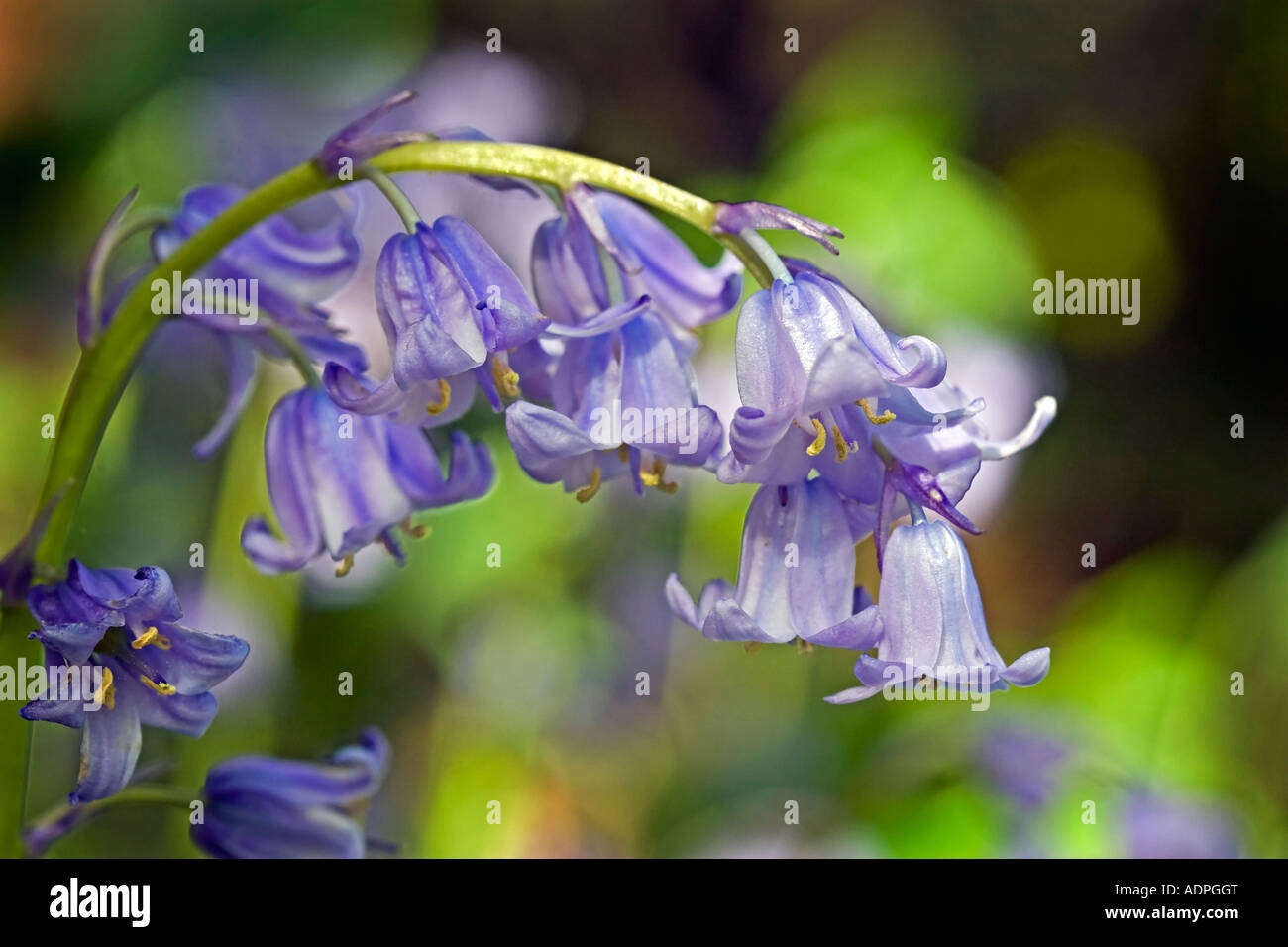 Hyacinthoides hispanica, Spanish bluebells in an English garden Stock Photo