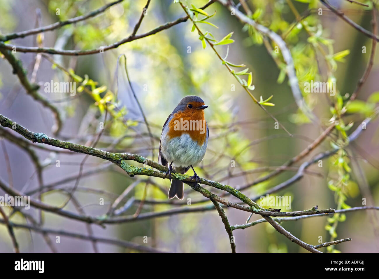 Robin in a willow tree, Spring UK Stock Photo Alamy