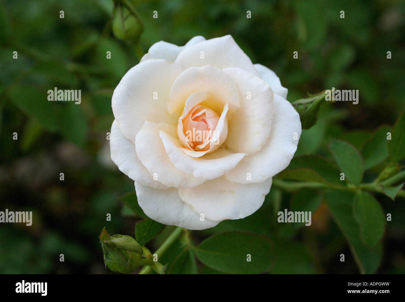 The White Rose High Resolution Stock Photography and Images - Alamy