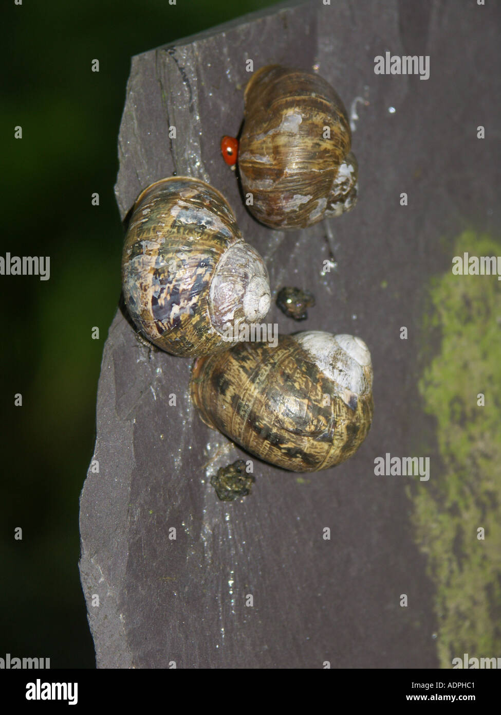 Three Garden Snails and a ladybird on a Gravestone Stock Photo