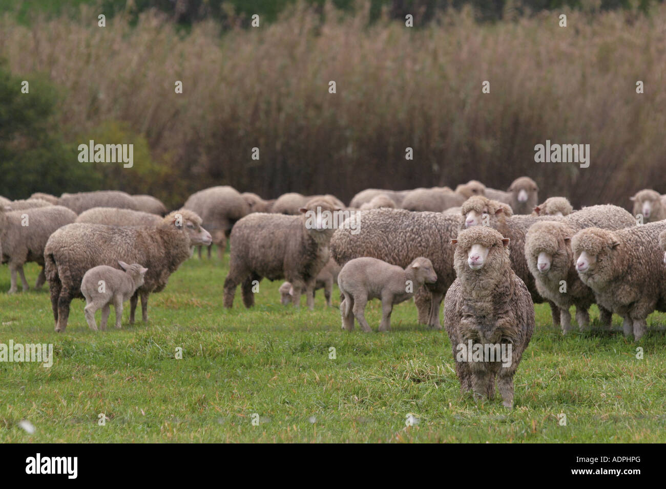 Malmesbury south africa hires stock photography and images Alamy