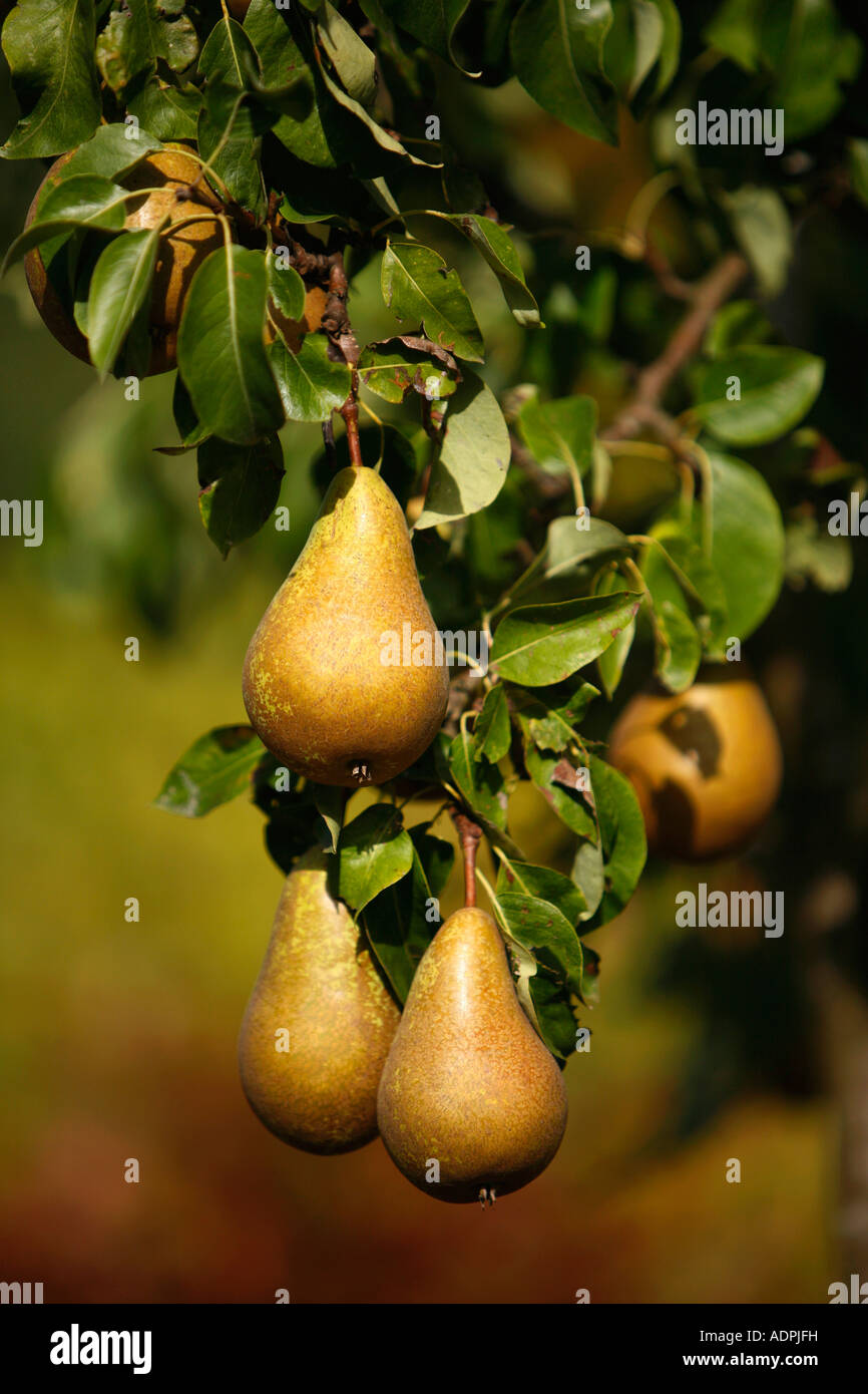 Pears development hi-res stock photography and images - Alamy