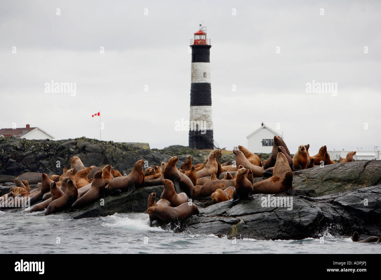 Sea lions resting near a lighthouse Stock Photo