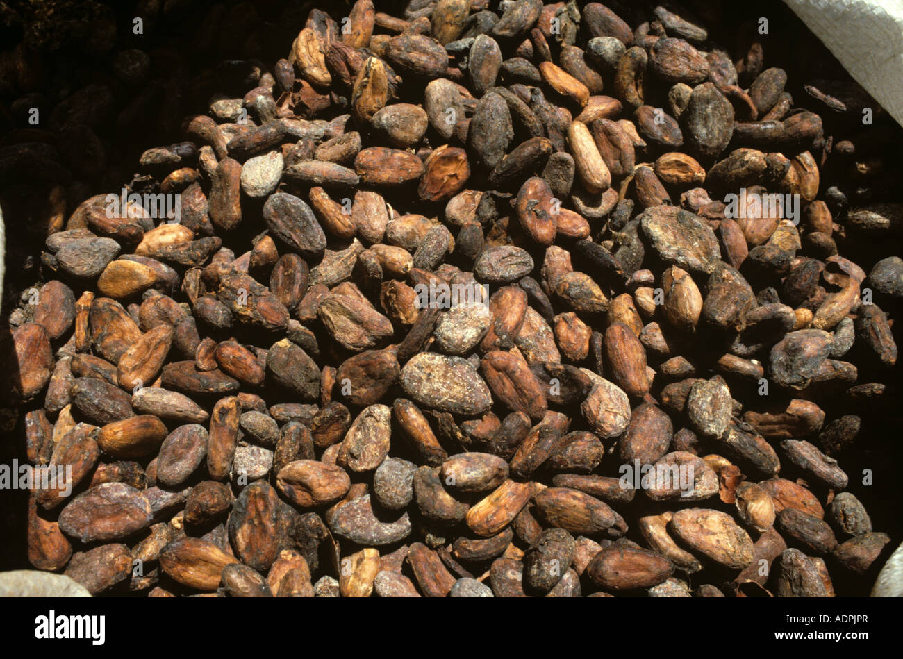 Dried fermented cocoa beans in a sack in the process of making chocolate Stock Photo