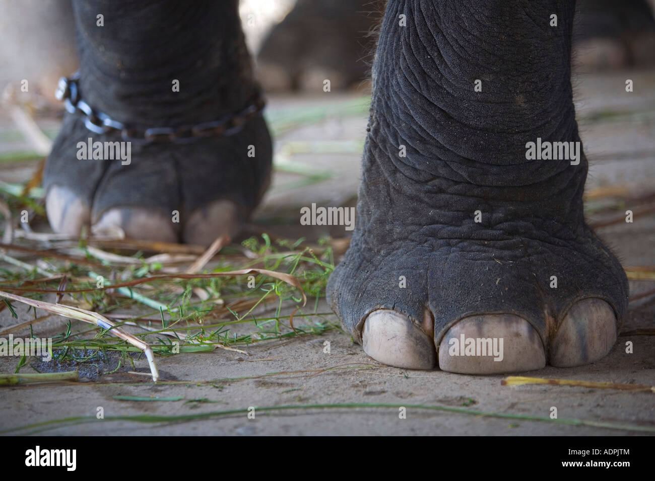 Chained feet hi-res stock photography and images - Alamy