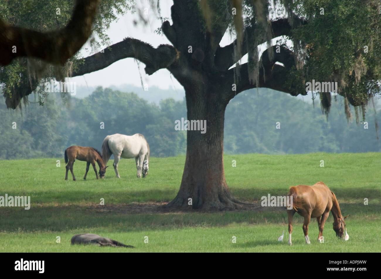 Thorougbred mares and foals graze under spreading Live Oak tree Ocala