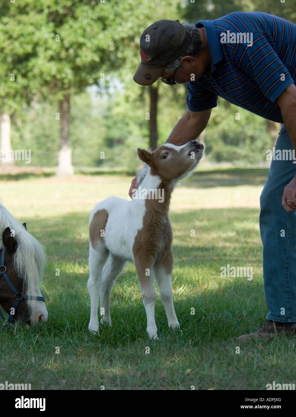 Man pets 2 day old Miniature Horse foal Stock Photo