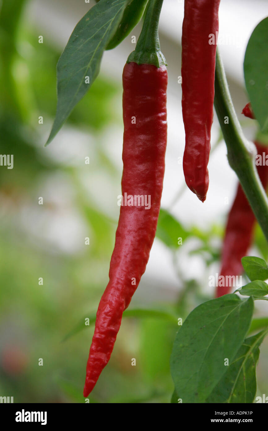 Chili Peppers growing in a green house in the UK Stock Photo Alamy
