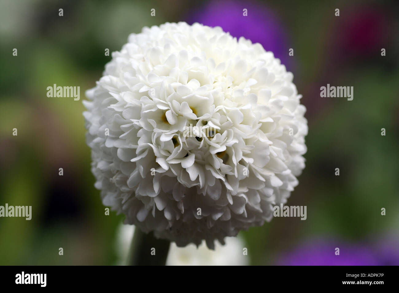 Drumstick Primrose, Primula denticulata Stock Photo