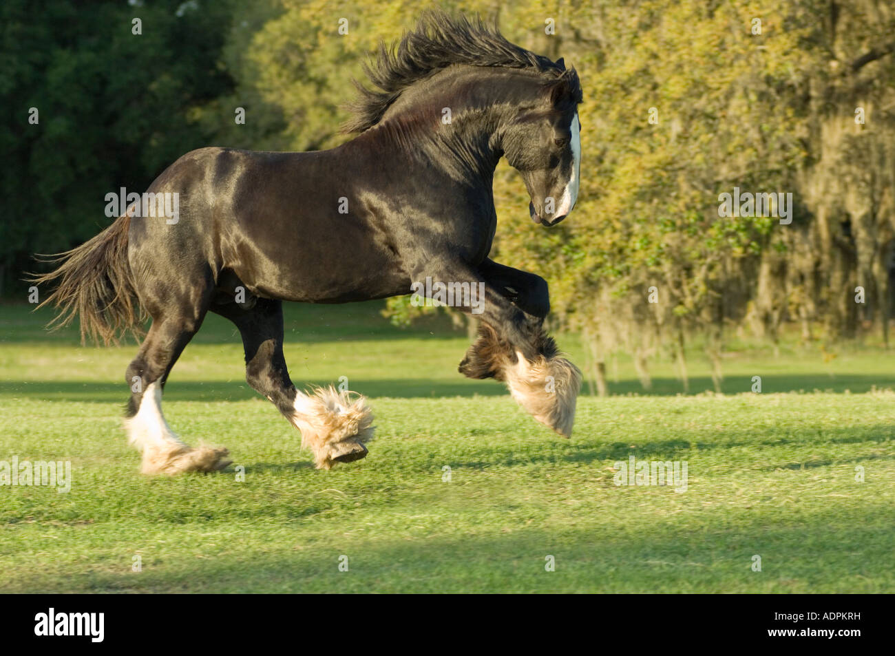 Shire Draft horse stallion Stock Photo