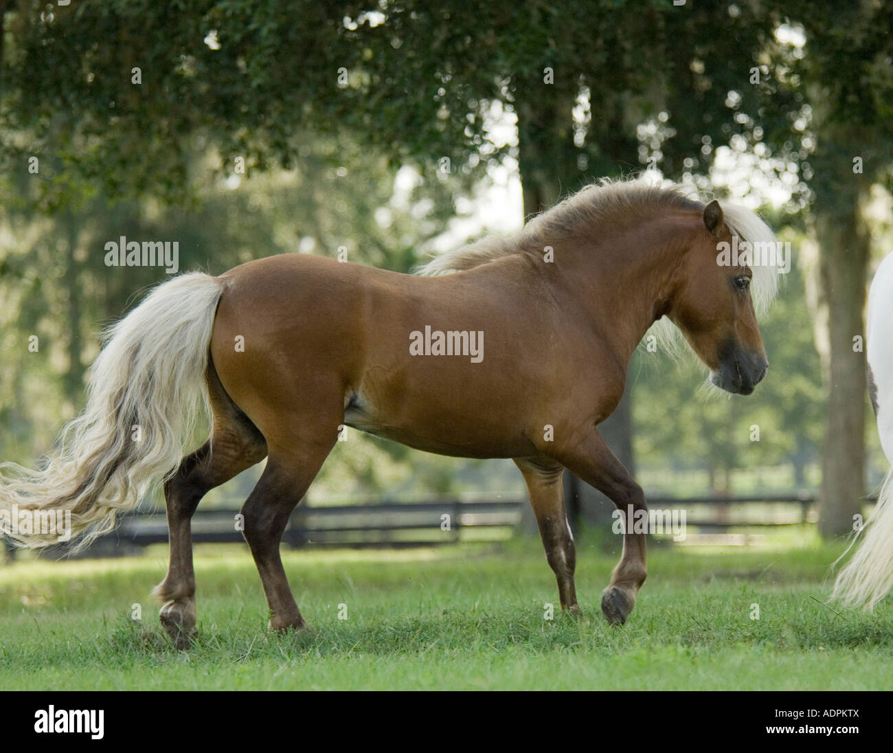 Miniature Horse stallion Stock Photo