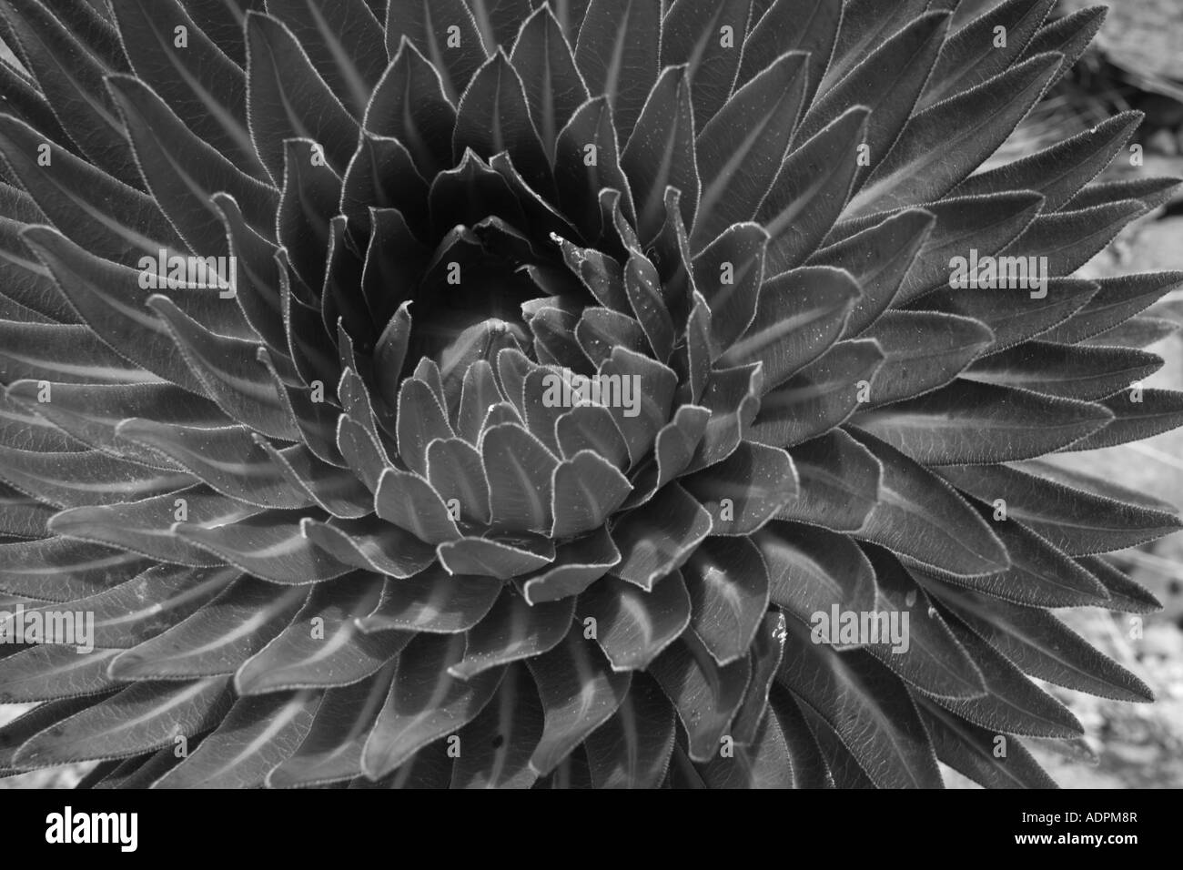 Plants lobelia Black and White Stock Photos & Images - Alamy
