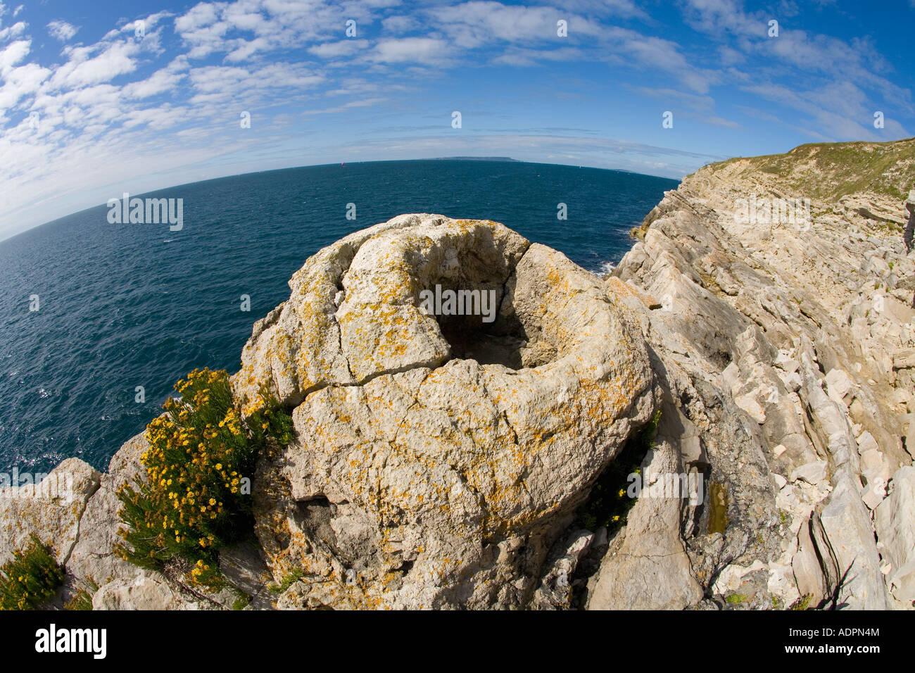 Fossilised fossilized fossil forest near Lulworth Cove Jurassic Coast World Heritage Site on
