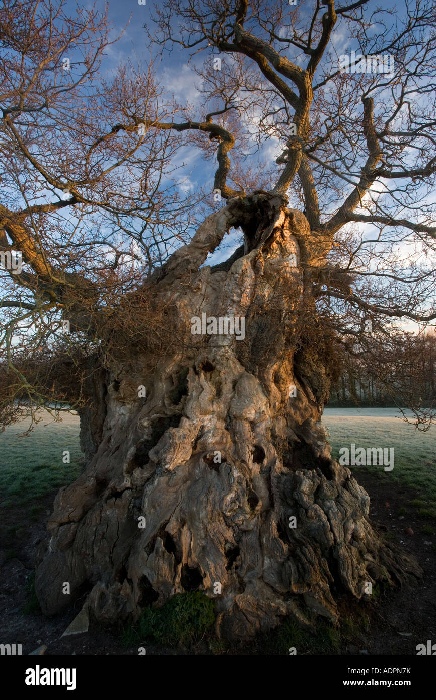 Judge Wyndham s Oak, at Silton, North Dorset, on a frosty winter dawn