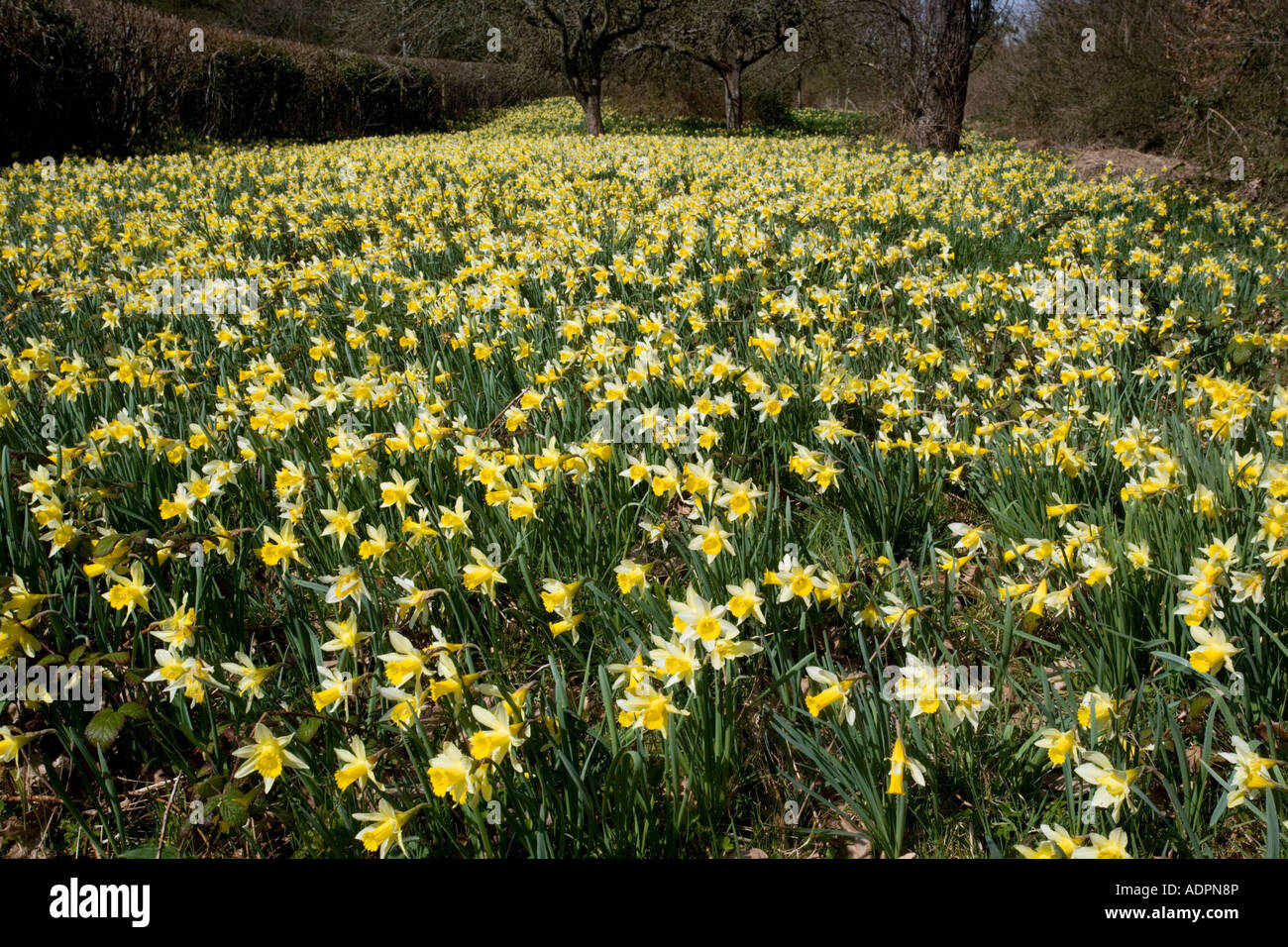 Wild daffodils Narcissus pseudonarcissus in huge quantity in old fields
