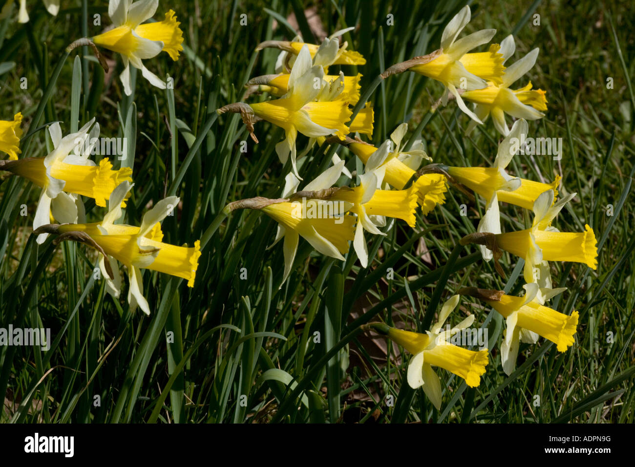 Wild daffodils Narcissus pseudonarcissus Gloucestershire Stock Photo