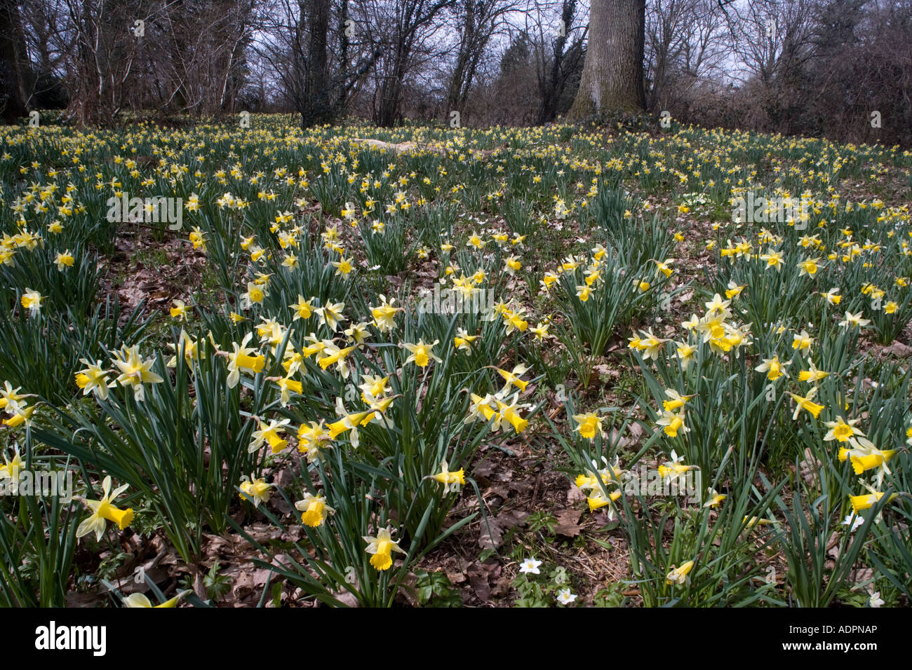 Wild daffodils Narcissus pseudonarcissus in huge quantity in old woods