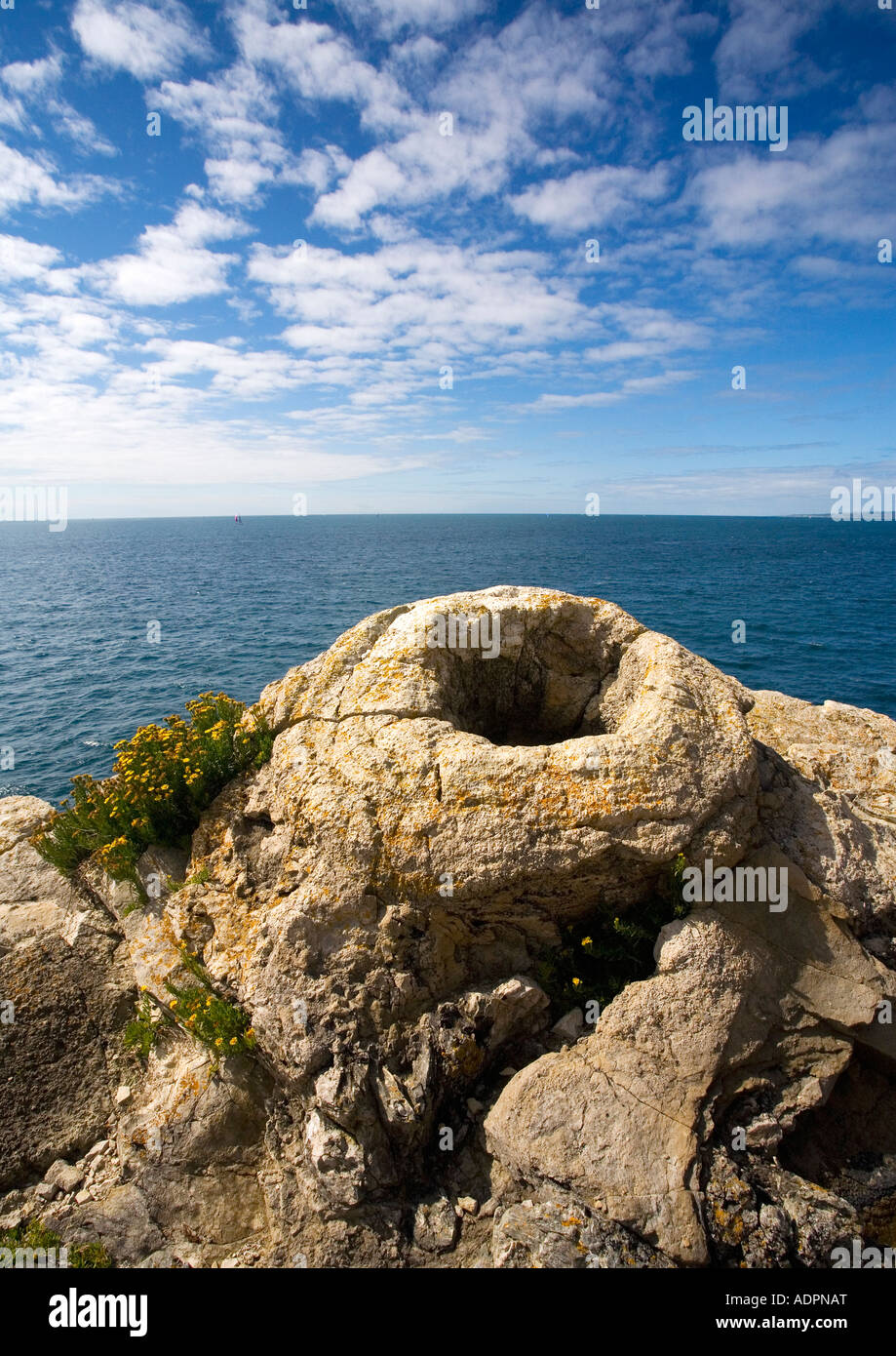 Fossilised fossilized fossil forest near Lulworth Cove Jurassic Coast World Heritage Site on