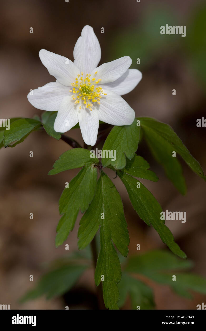 Wood Anemones in old woodland Anemone nemorosa Stock Photo