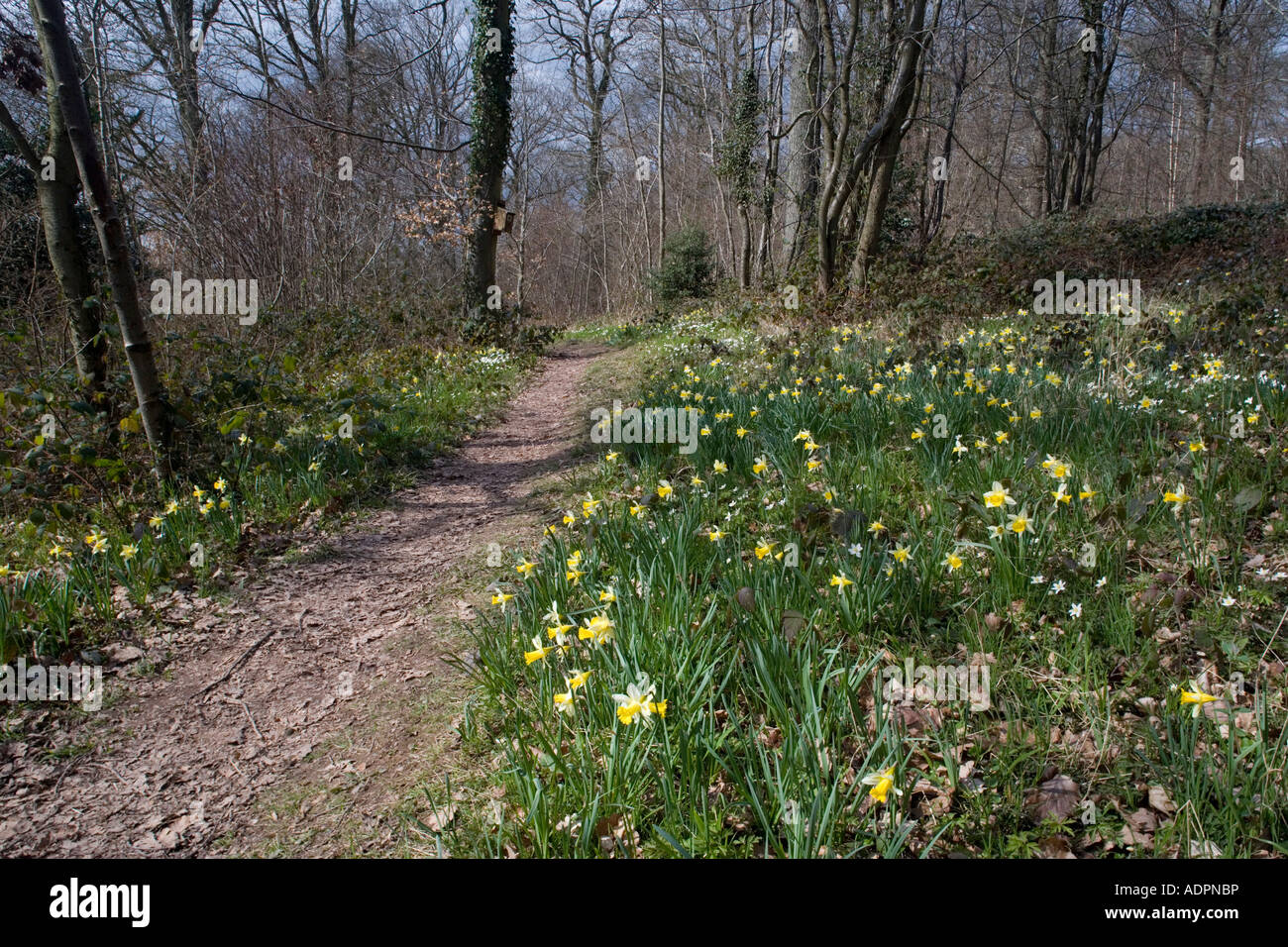 Poetic Wood High Resolution Stock Photography and Images - Alamy