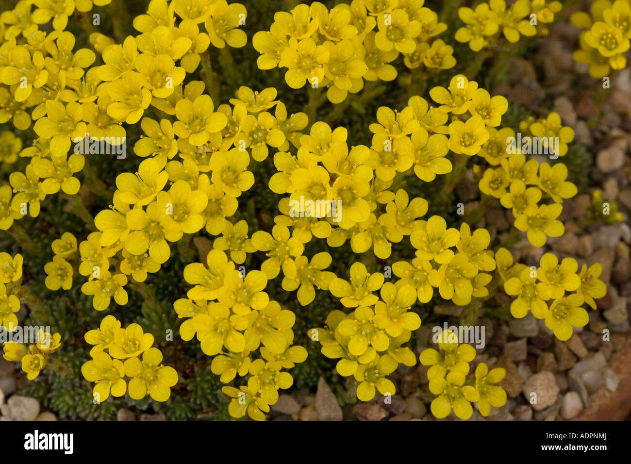 Saxifrage (Saxifraga ferdinandi-coburgi) close-up, Greece, Europe Stock Photo