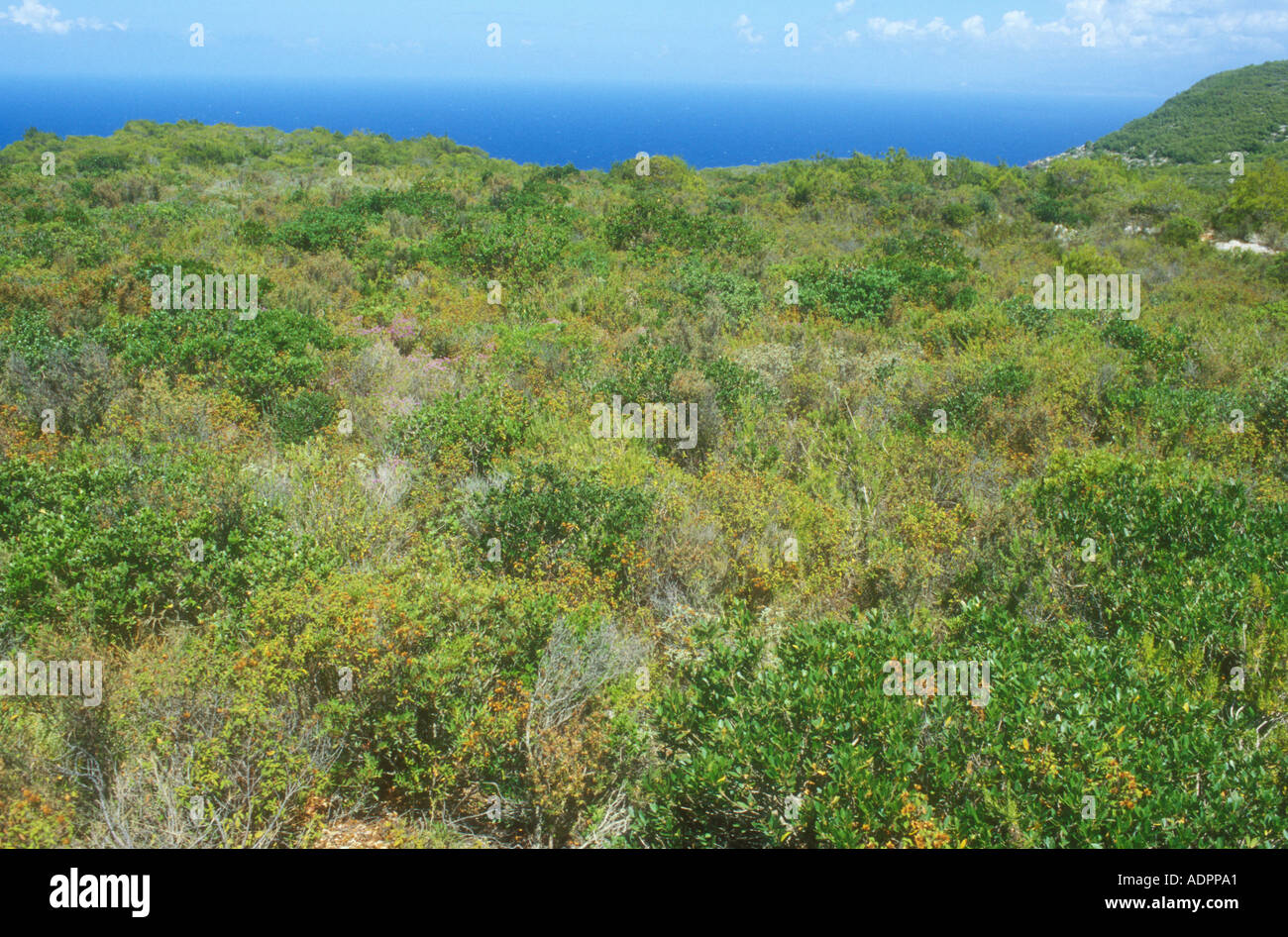 An area of mixed maquis and garrigue habitat on a Greek Island Stock Photo