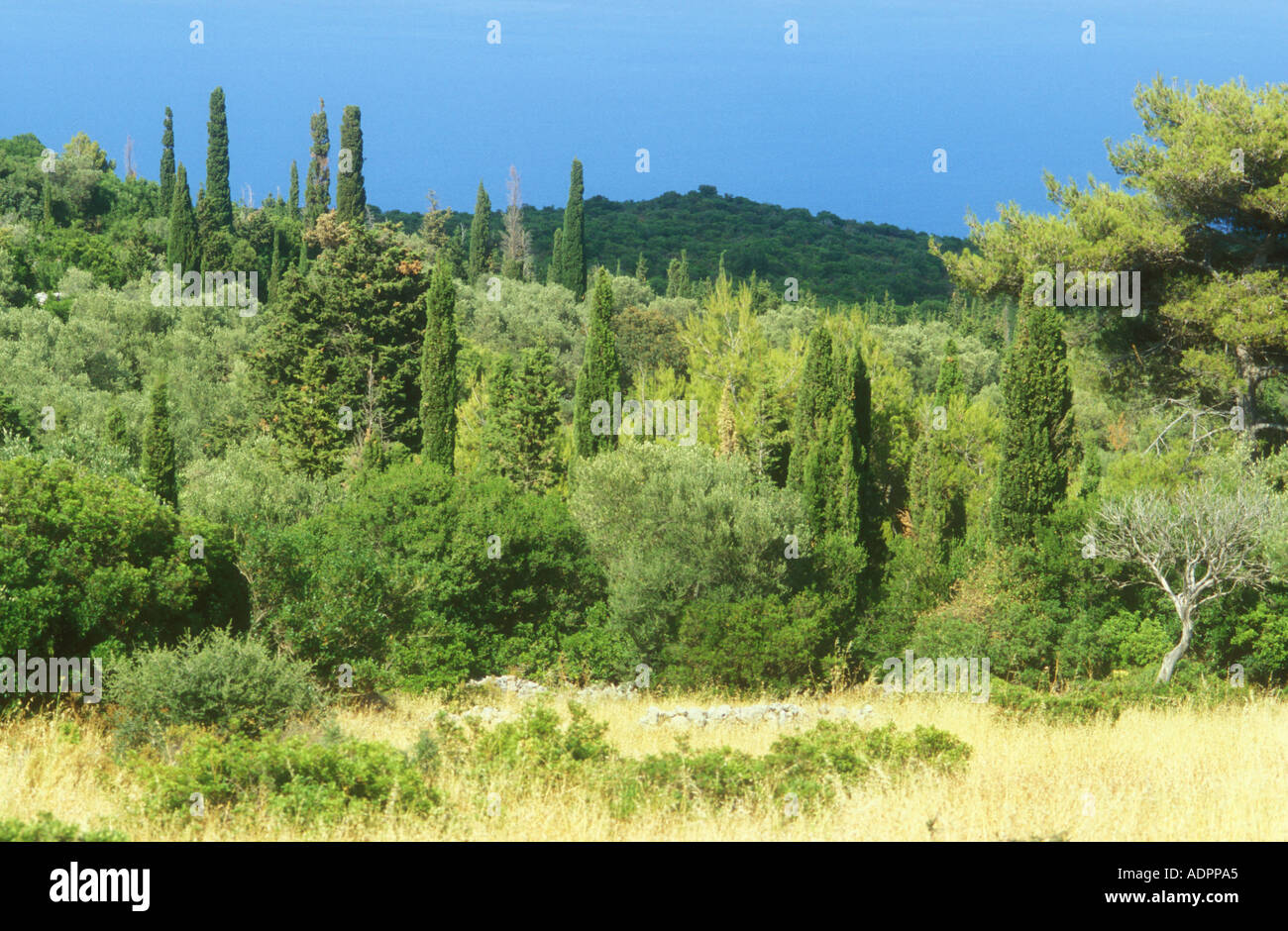An area of mixed maquis and woodland habitat on a Greek Island Stock Photo