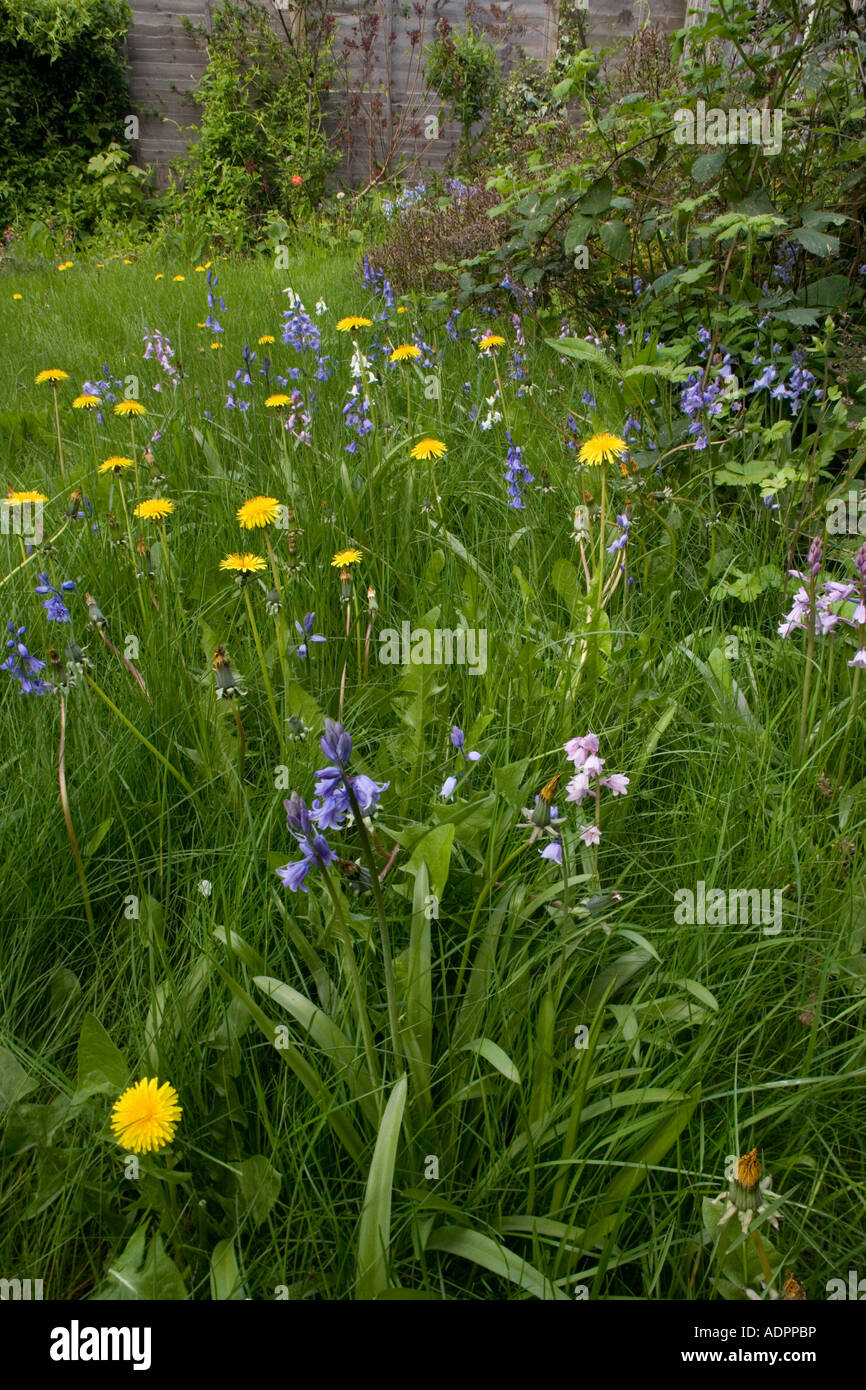 Wildlife garden uncut lawn with dandelions bluebells etc Good for insects Stock Photo