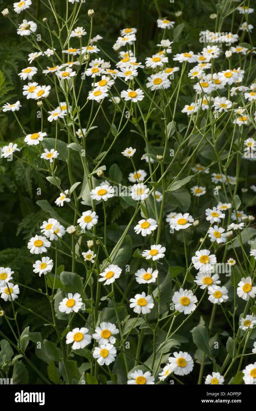 Costmary, or Alecost, Tanacetum balsamita An old culinary and medicinal herb Garden Stock Photo