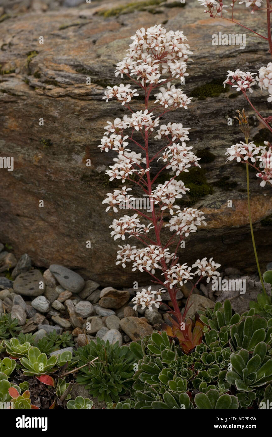 pyramidal-saxifrage-saxifraga-cotyledon-norway-stock-photo-alamy