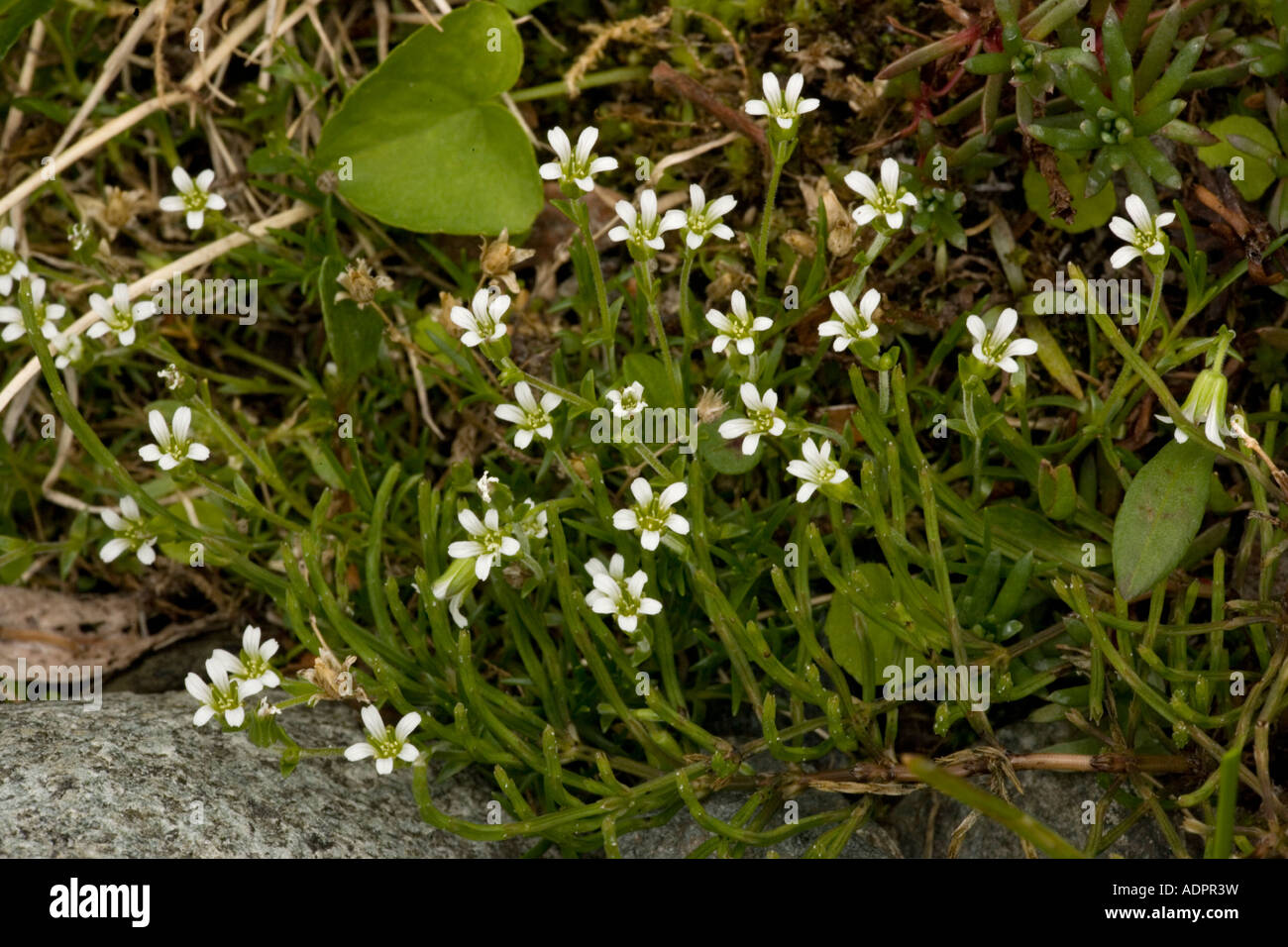Arctic sandwort, Arenaria norvegica, Norway Stock Photo