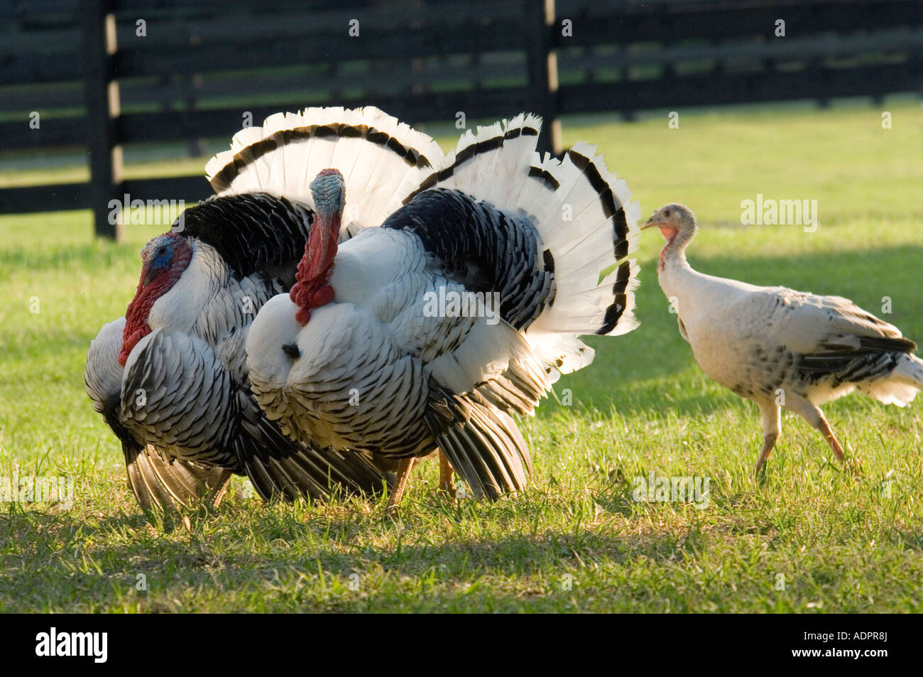 Royal Palm Turkey males with hen Stock Photo