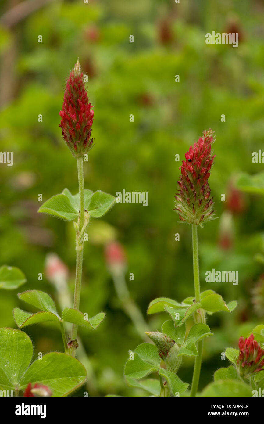 Crimson Clover - Green manure | Trifolium incarnatum | De Organic Seeds