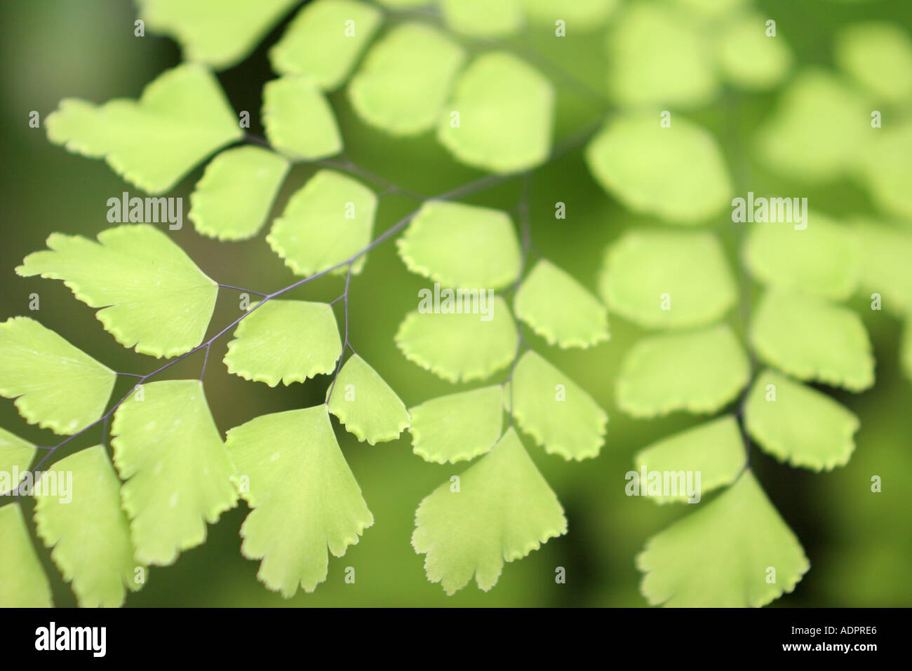 Florida, tropical plant, flora, growing, life, green leaves, Stock Photo