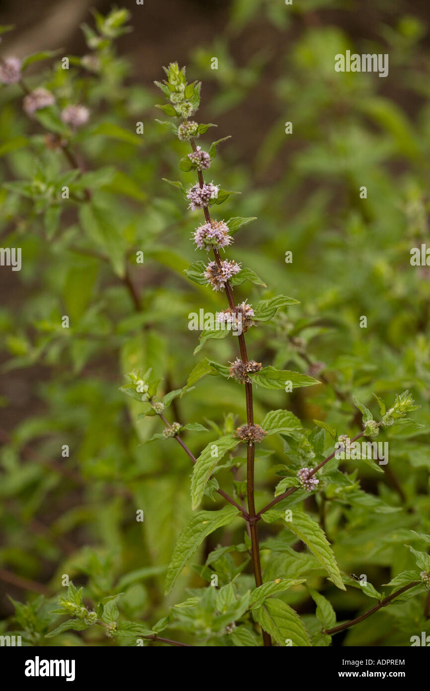 Bushy mint, Mentha x gracilis, Mentha gentilis, garden Stock Photo
