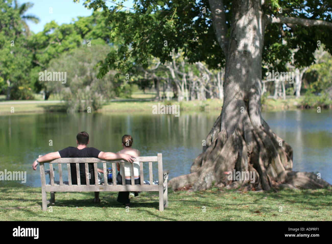 Florida, couple, bench, ficus tree, lake, Stock Photo