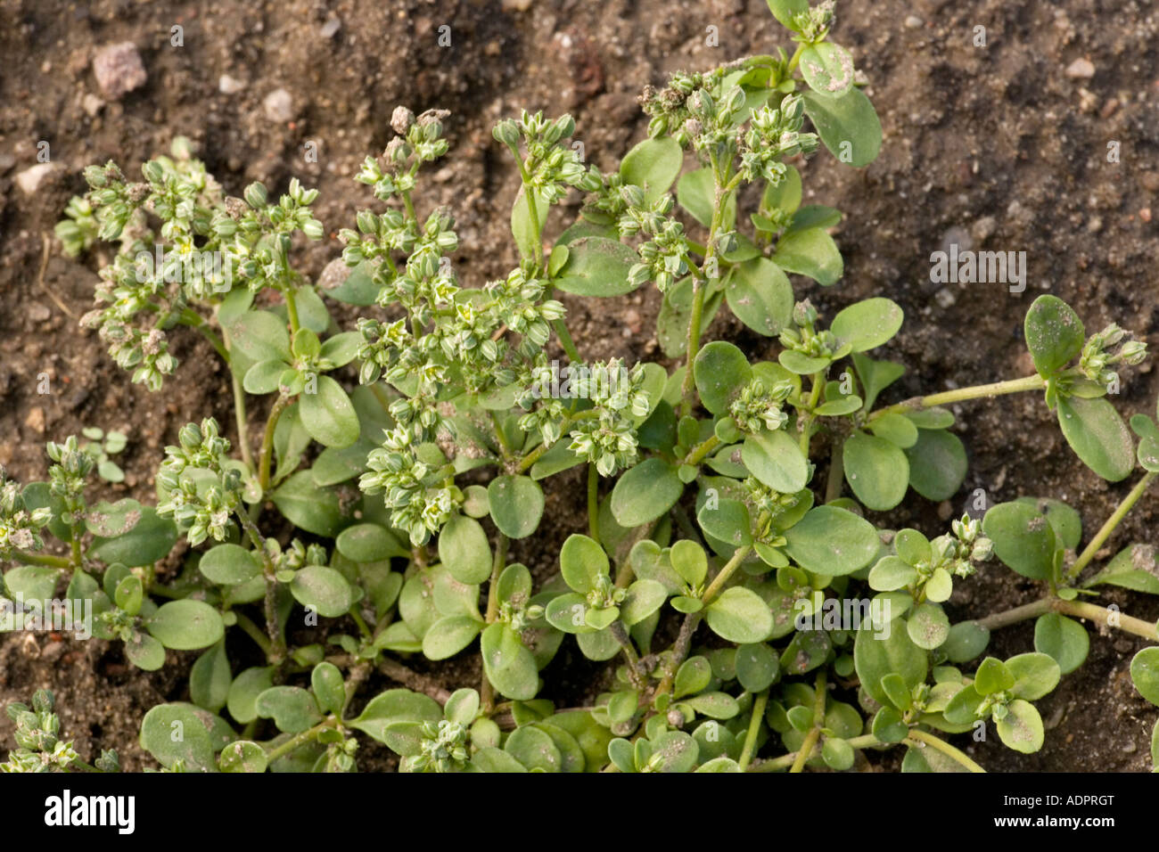 Four leaved allseed, Polycarpon tetraphyllum, Rare coastal plant in UK Stock Photo