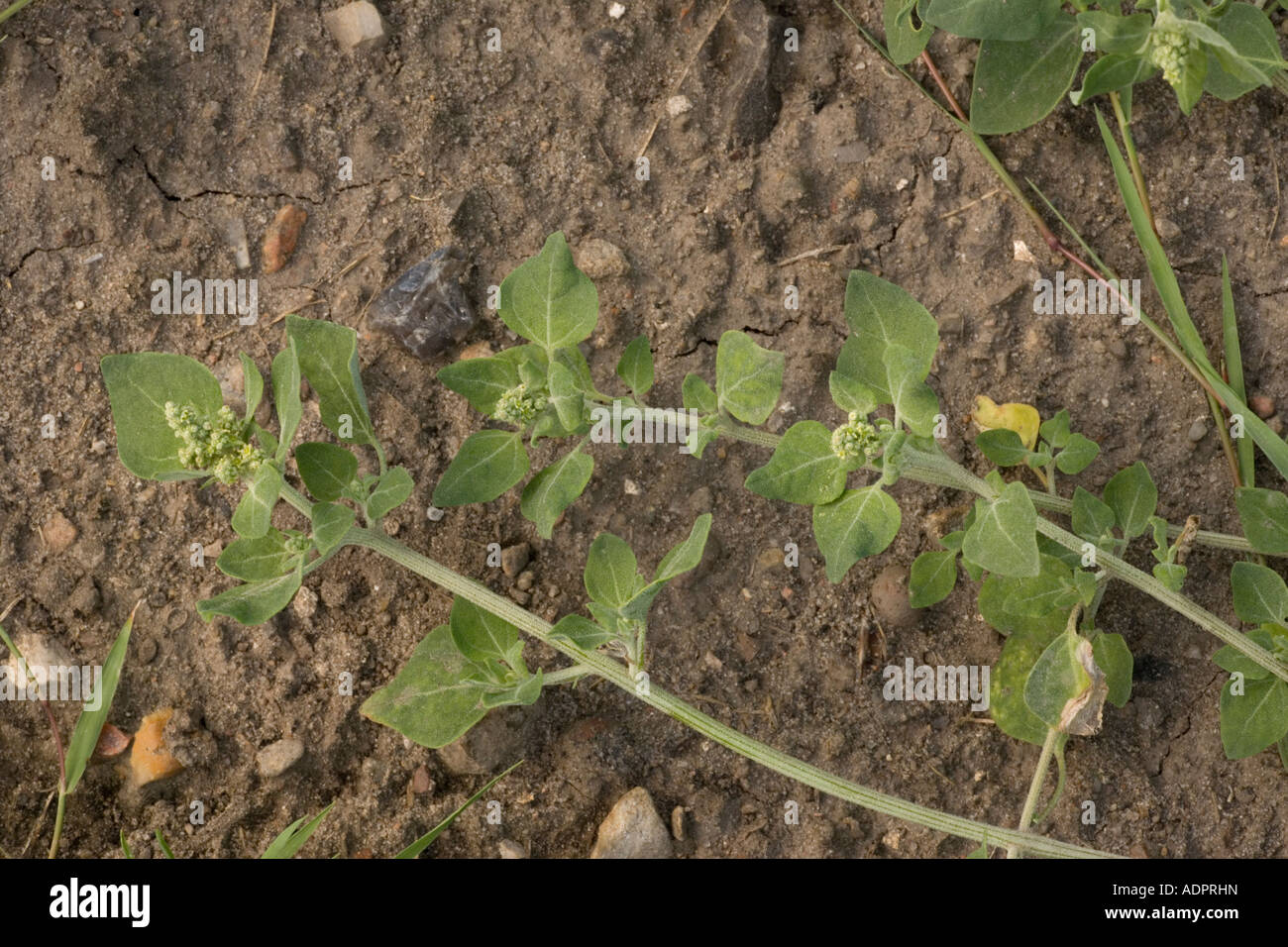 Stinking goosefoot, Chenopodium vulvaria, Uncommon in UK Stock Photo