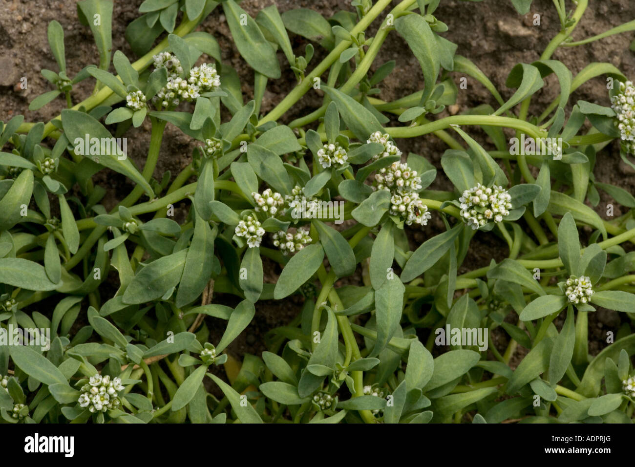 Strapwort, Corrigiola littoralis, very rare in UK Devon only Stock Photo