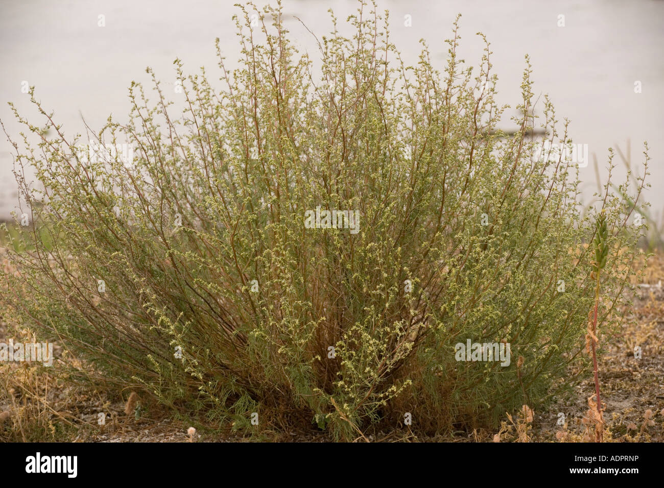 Field wormwood, Artemisia campestris, Rare in UK Stock Photo